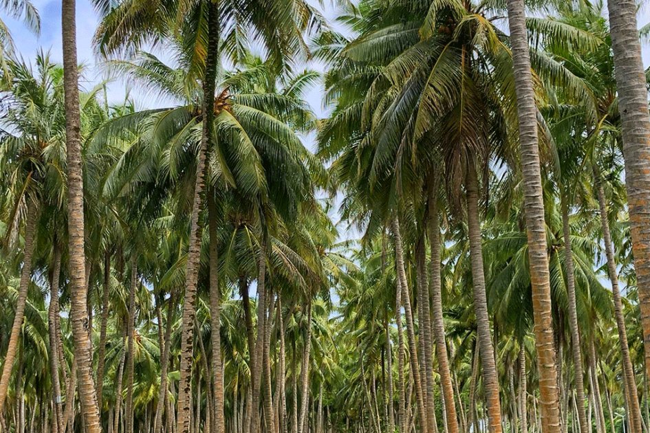 New Conference Aims to Showcase Maldives to Wellness Travellers