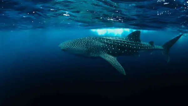 Measures to Protect Whale Sharks Now Mandatory